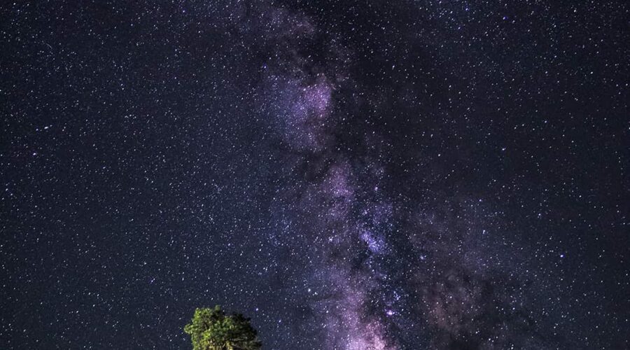 Night sky filled with stars and the Milky Way visible above a forest with tall trees in the foreground.
