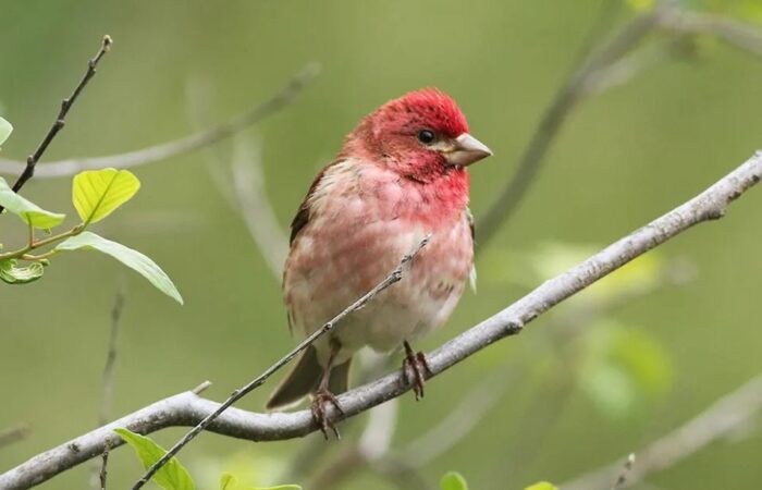 A small bird with red and pink feathers perches on a thin branch surrounded by green leaves and a blurred green background.