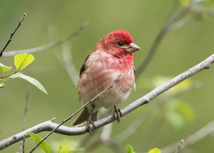 A small bird with red and pink feathers perches on a thin branch surrounded by green leaves and a blurred green background.