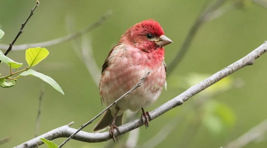 A small bird with red and pink feathers perches on a thin branch surrounded by green leaves and a blurred green background. A small bird with red and pink feathers perches on a thin branch surrounded by green leaves and a blurred green background.