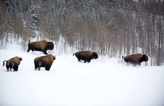 Five bison walk and run through a snowy landscape with leafless trees and an evergreen forest in the background.