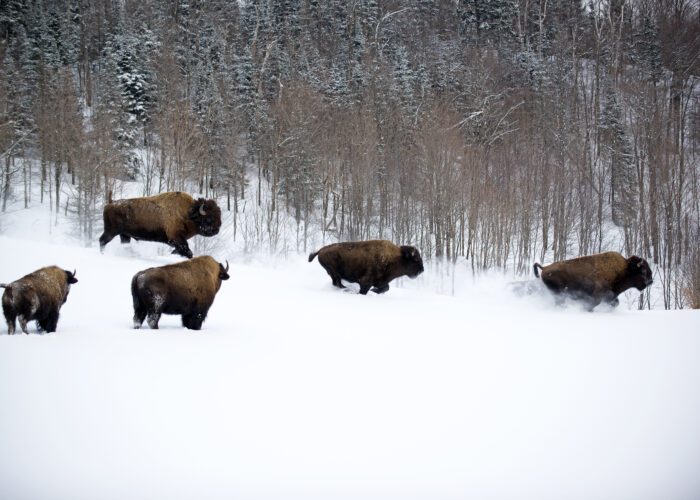Five bison walk and run through a snowy landscape with leafless trees and an evergreen forest in the background. Five bison walk and run through a snowy landscape with leafless trees and an evergreen forest in the background.