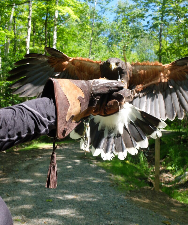 A person wearing a glove holds a brown and white bird of prey with outstretched wings in a sunlit forest setting.
