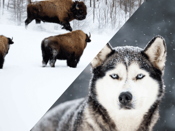 Three bison walk through snow-covered terrain, while a close-up of a husky dog with blue eyes is shown on the right, both in winter settings. Three bison walk through snow-covered terrain, while a close-up of a husky dog with blue eyes is shown on the right, both in winter settings.