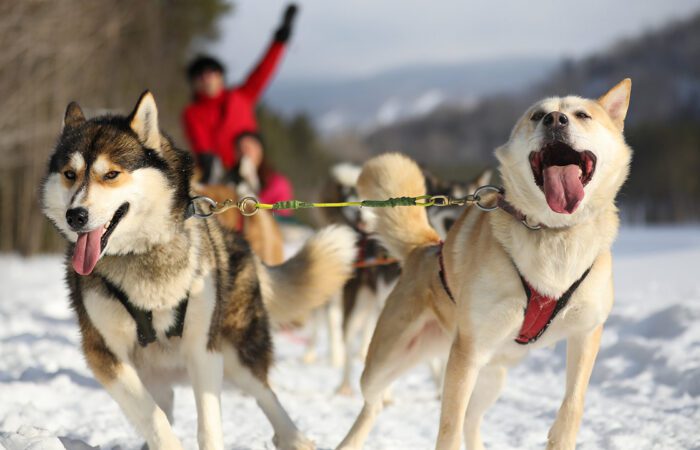 Two dogs from a dog sled team run in harness through snow, tongues out, with a musher in a red jacket riding the dog sled in the background. Two dogs from a dog sled team run in harness through snow, tongues out, with a musher in a red jacket riding the dog sled in the background.