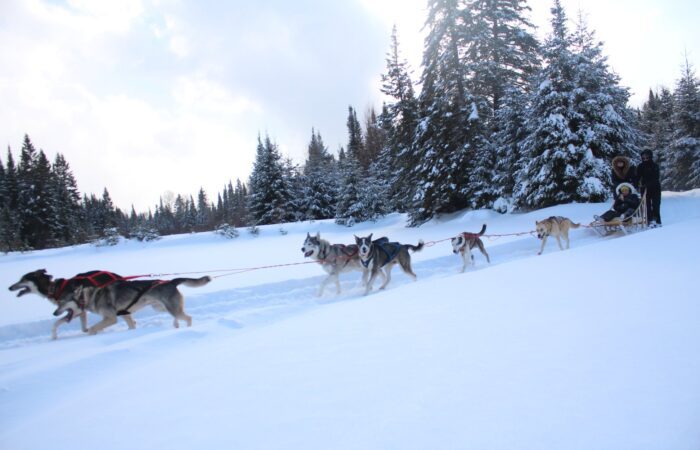 A team of sled dogs pulls a sled with two people through a snowy landscape surrounded by pine trees, showcasing the thrill of dog sledding. A team of sled dogs pulls a sled with two people through a snowy landscape surrounded by pine trees, showcasing the thrill of dog sledding.