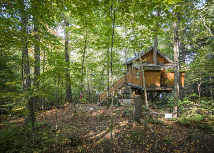 A small wooden treehouse with stairs stands among tall green trees in a sunlit forest.