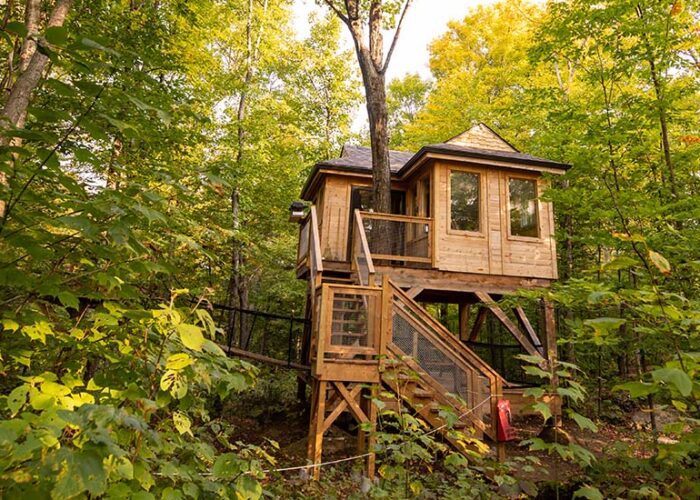 A wooden treehouse with large windows and a staircase is elevated among dense green trees in a forest setting.
